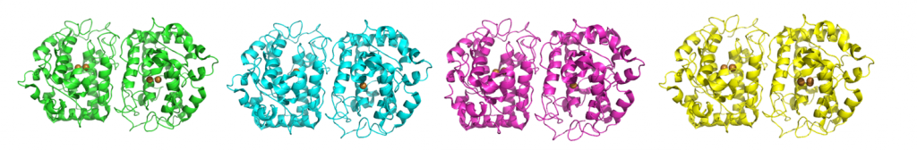 Tyrosinase crystal structures