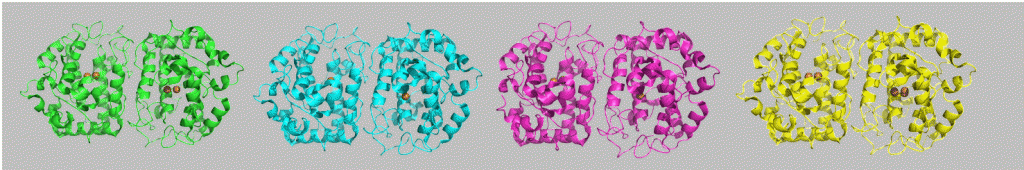 Tyrosinase crystal structures