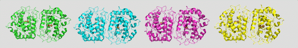 Tyrosinase crystal structures