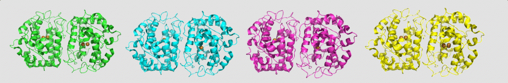 Tyrosinase, a ubiquitous enzyme in all domains of life, performs two successive oxidation reactions: conversion of monophenols to diphenols, and oxidation of diphenols to quinones, subsequently turning them into melanin. Our group solved the structure of a bacterial tyrosinase in the presence of the monophenol tyrosine, and the diphenol L-Dopa. The structures prove unequivocally that all of the substrates are stabilized in the same orientation at the active site of the enzyme, and are positioned towards the same copper ion, unlike previous assumptions.