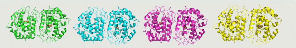 Tyrosinase, a ubiquitous enzyme in all domains of life, performs two successive oxidation reactions: conversion of monophenols to diphenols, and oxidation of diphenols to quinones, subsequently turning them into melanin. Our group solved the structure of a bacterial tyrosinase in the presence of the monophenol tyrosine, and the diphenol L-Dopa. The structures prove unequivocally that all of the substrates are stabilized in the same orientation at the active site of the enzyme, and are positioned towards the same copper ion, unlike previous assumptions.