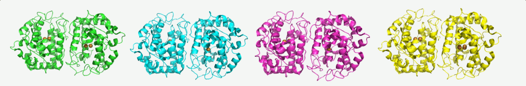 Tyrosinase, a ubiquitous enzyme in all domains of life, performs two successive oxidation reactions: conversion of monophenols to diphenols, and oxidation of diphenols to quinones, subsequently turning them into melanin. Our group solved the structure of a bacterial tyrosinase in the presence of the monophenol tyrosine, and the diphenol L-Dopa. The structures prove unequivocally that all of the substrates are stabilized in the same orientation at the active site of the enzyme, and are positioned towards the same copper ion, unlike previous assumptions. Understanding of the mechanism and structure of tyrosinase can help in developing inhibitors for treatment of hyperpigmentation and age spots, improving the sensitivity of melanoma cells towards radiation therapy, and prevention of browning of fruits and vegetables.